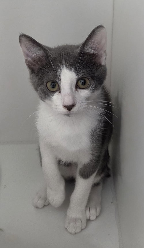 Ostrich, Domestic Short Hair / Mixed