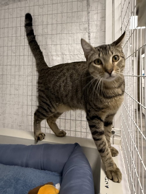 Almonzo, a cat for adoption from Helping Overpopulation of Pets End
