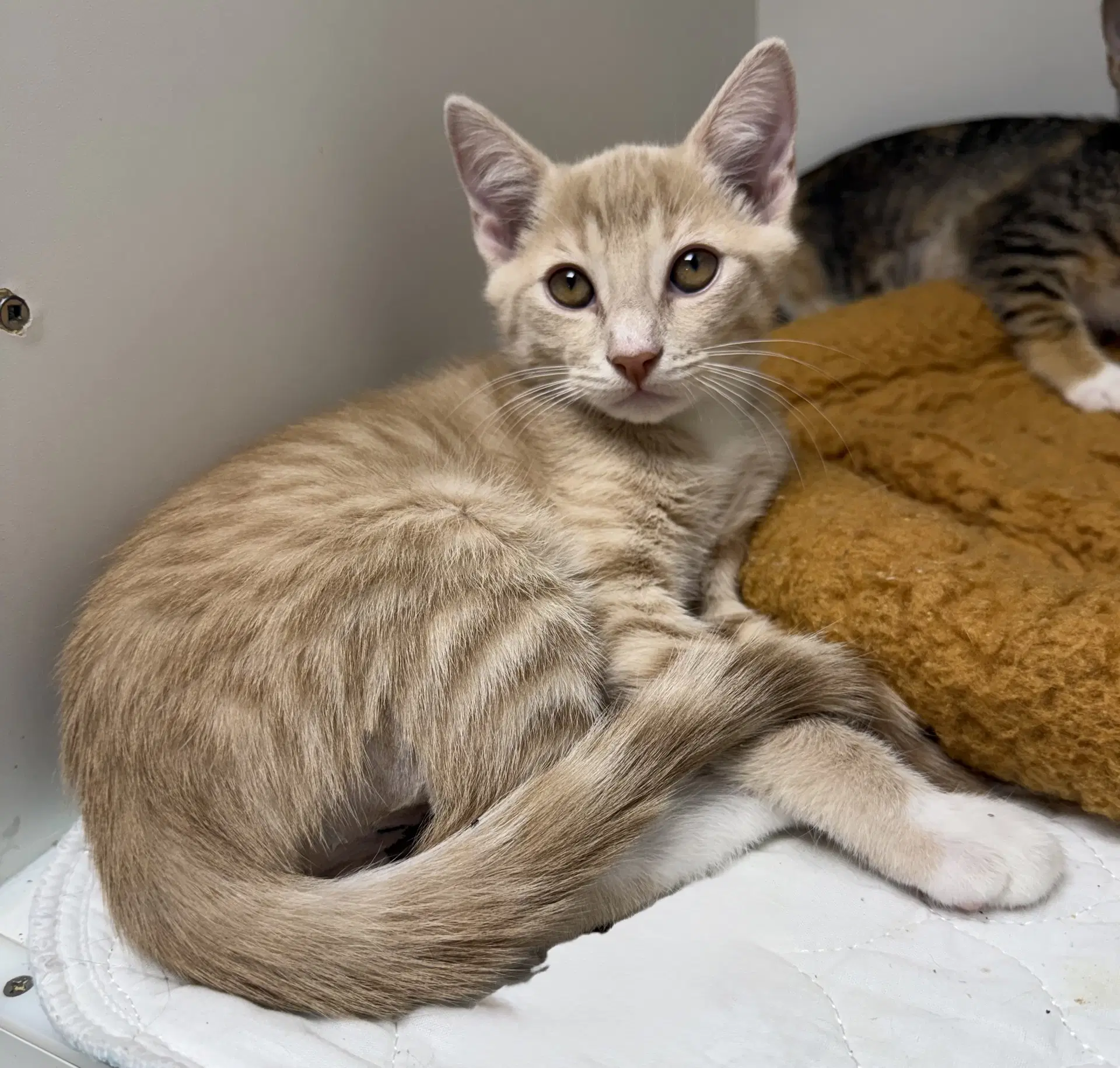 Mumford - Domestic Short Hair