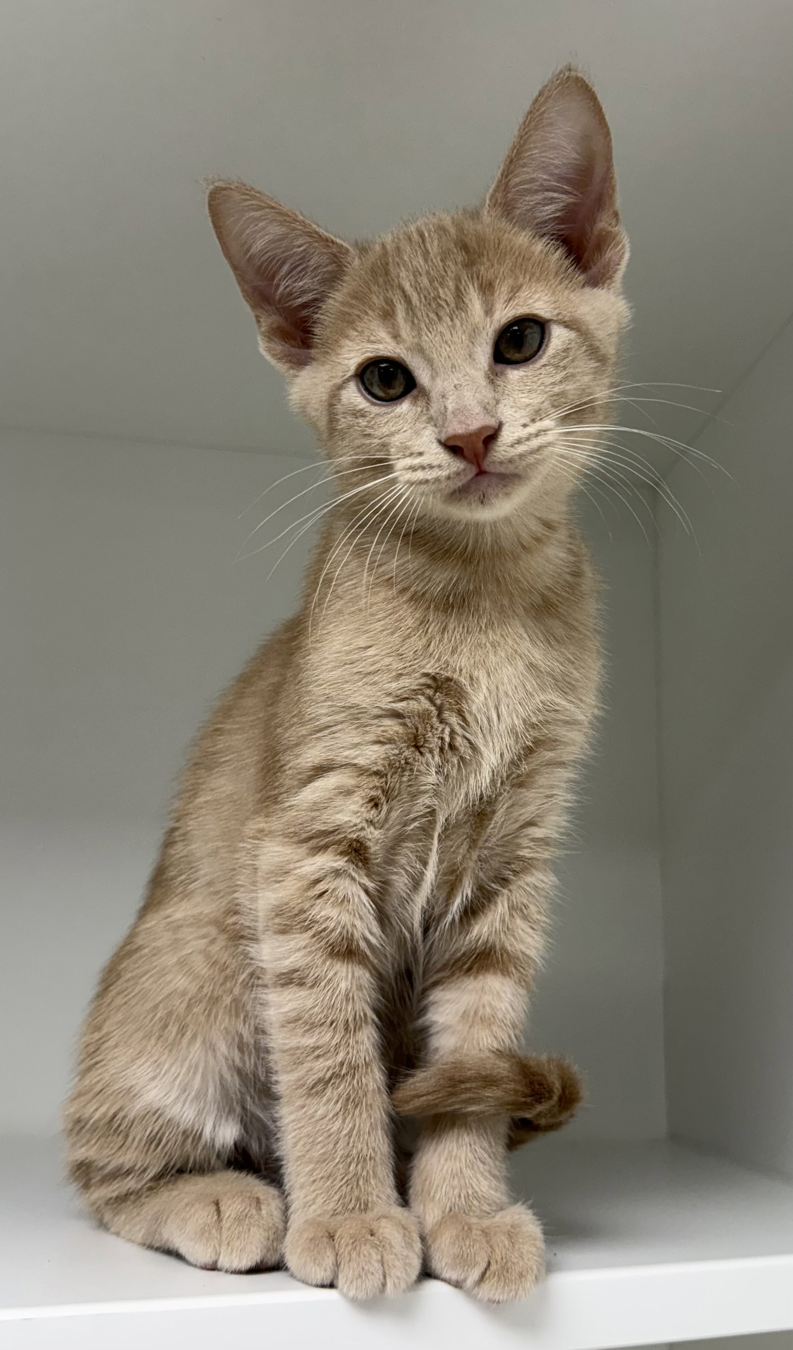 Holbrook, Domestic Short Hair