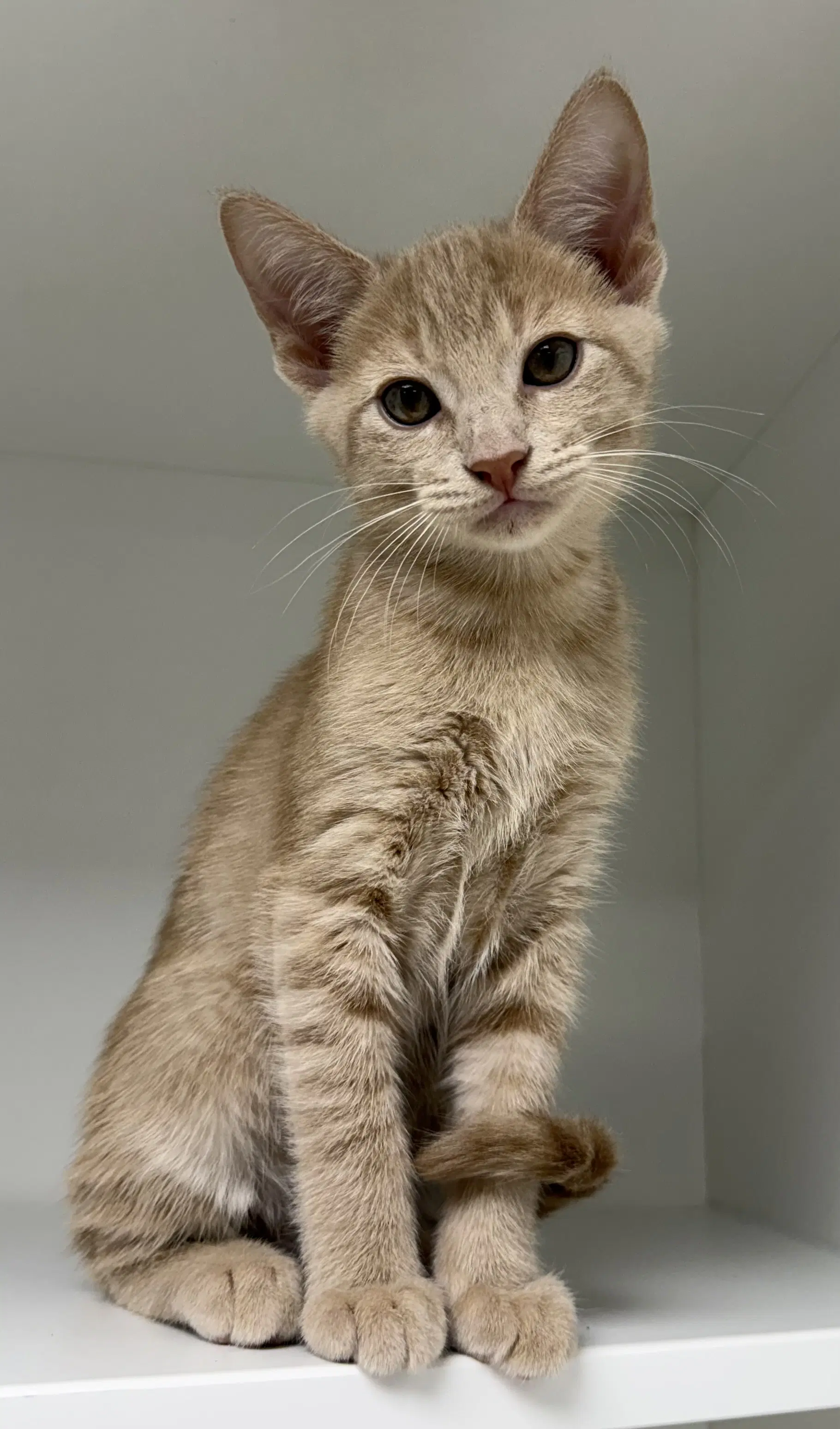 Holbrook - Domestic Short Hair