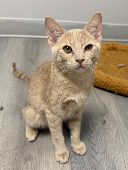 Holbrook, Domestic Short Hair / Mixed