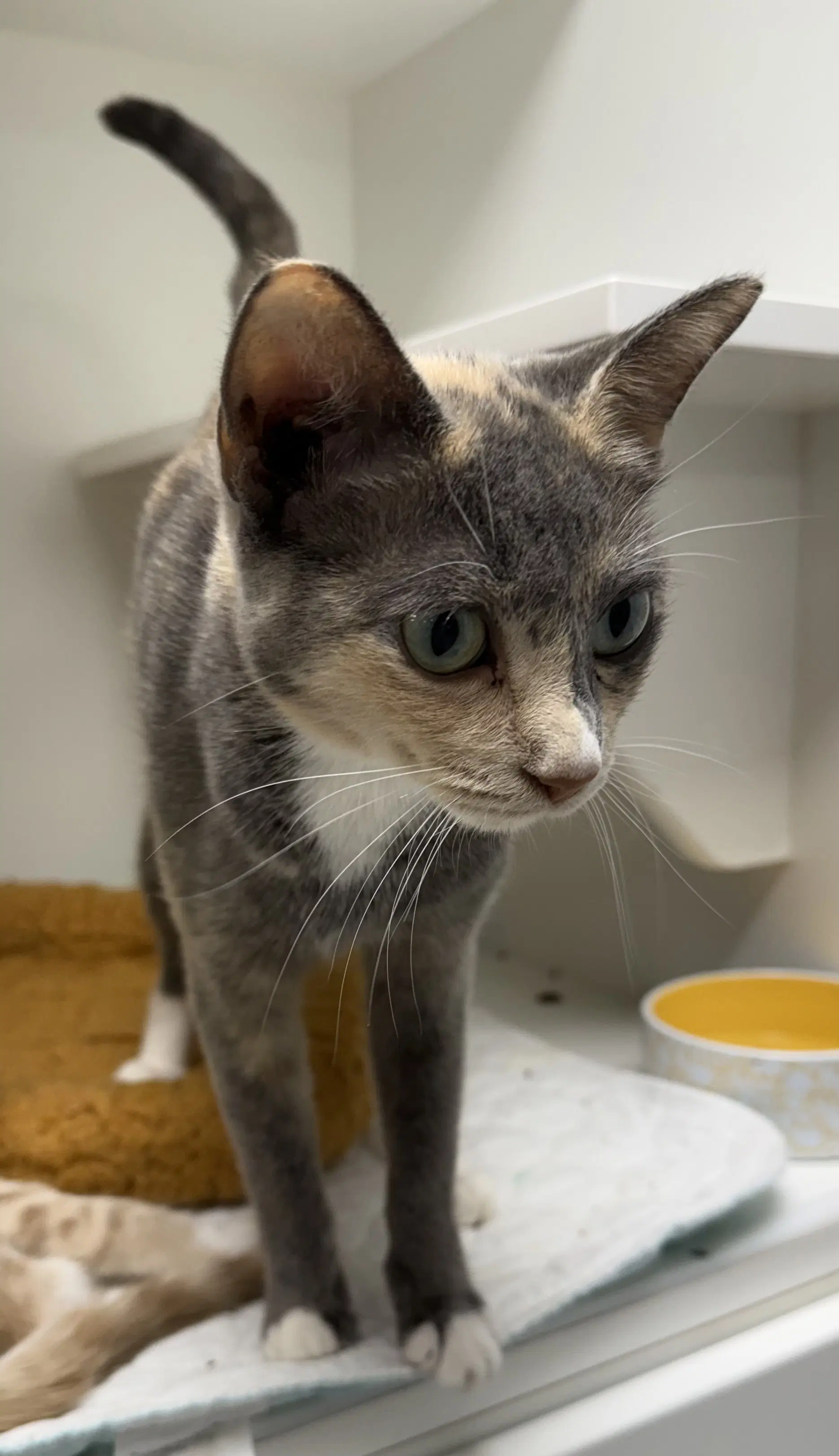 Perley - Domestic Short Hair
