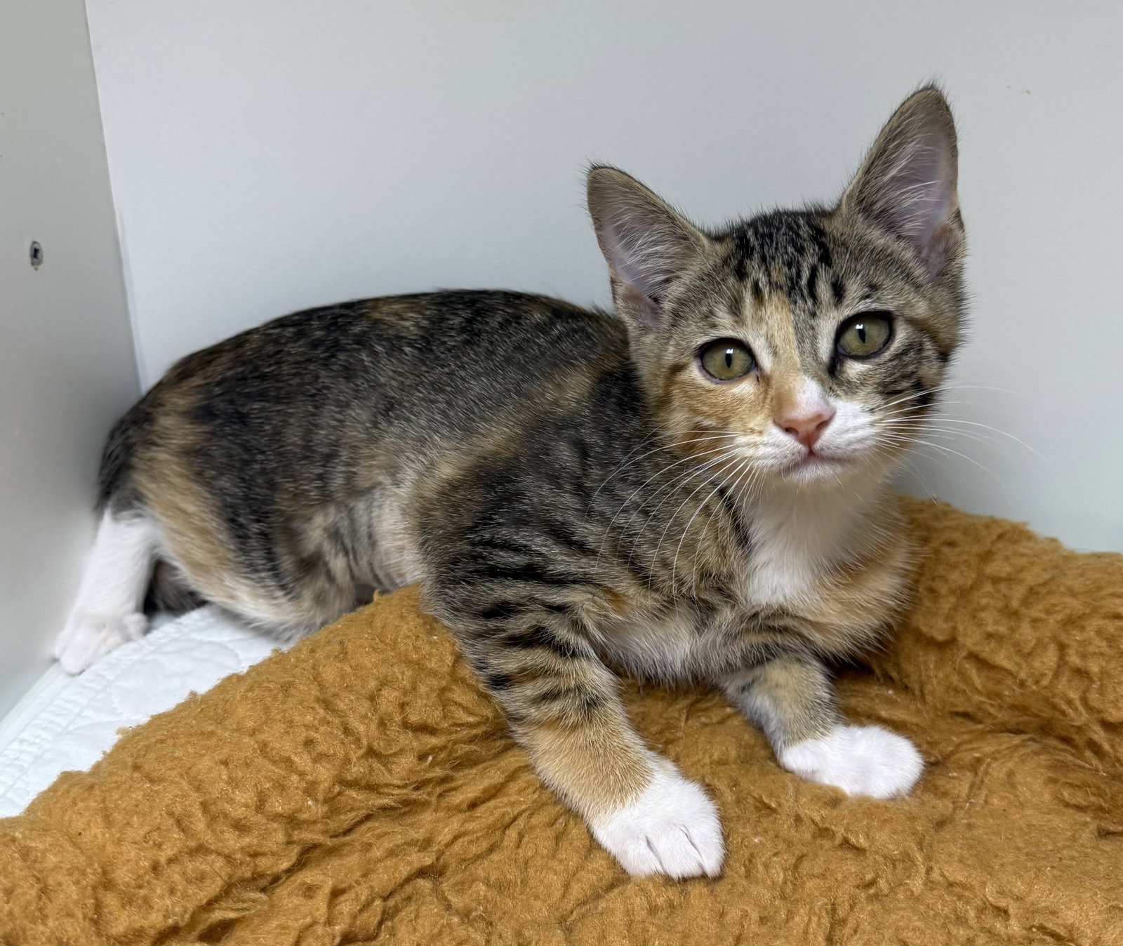 Walnut Grove, Domestic Short Hair