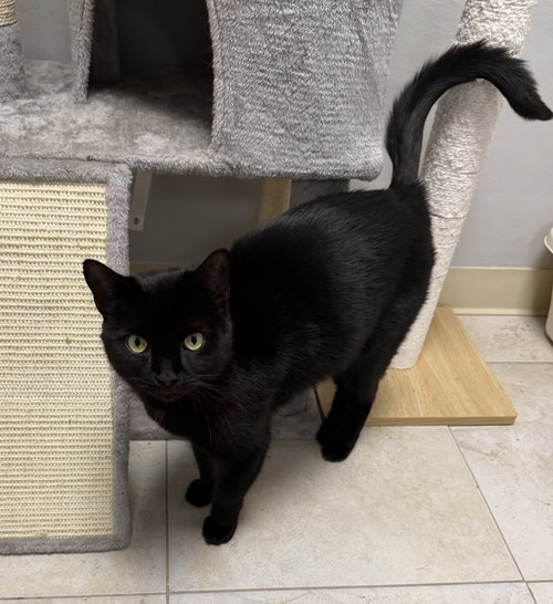 Merlin Blackwater, a cat for adoption from Helping Overpopulation of Pets End