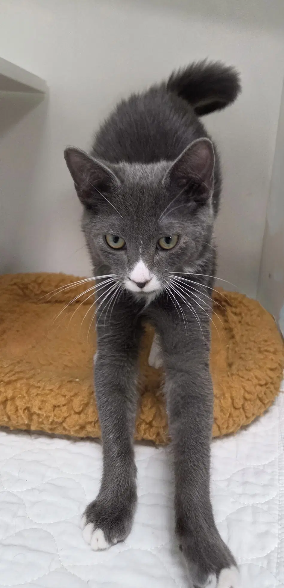 Argent - Domestic Short Hair