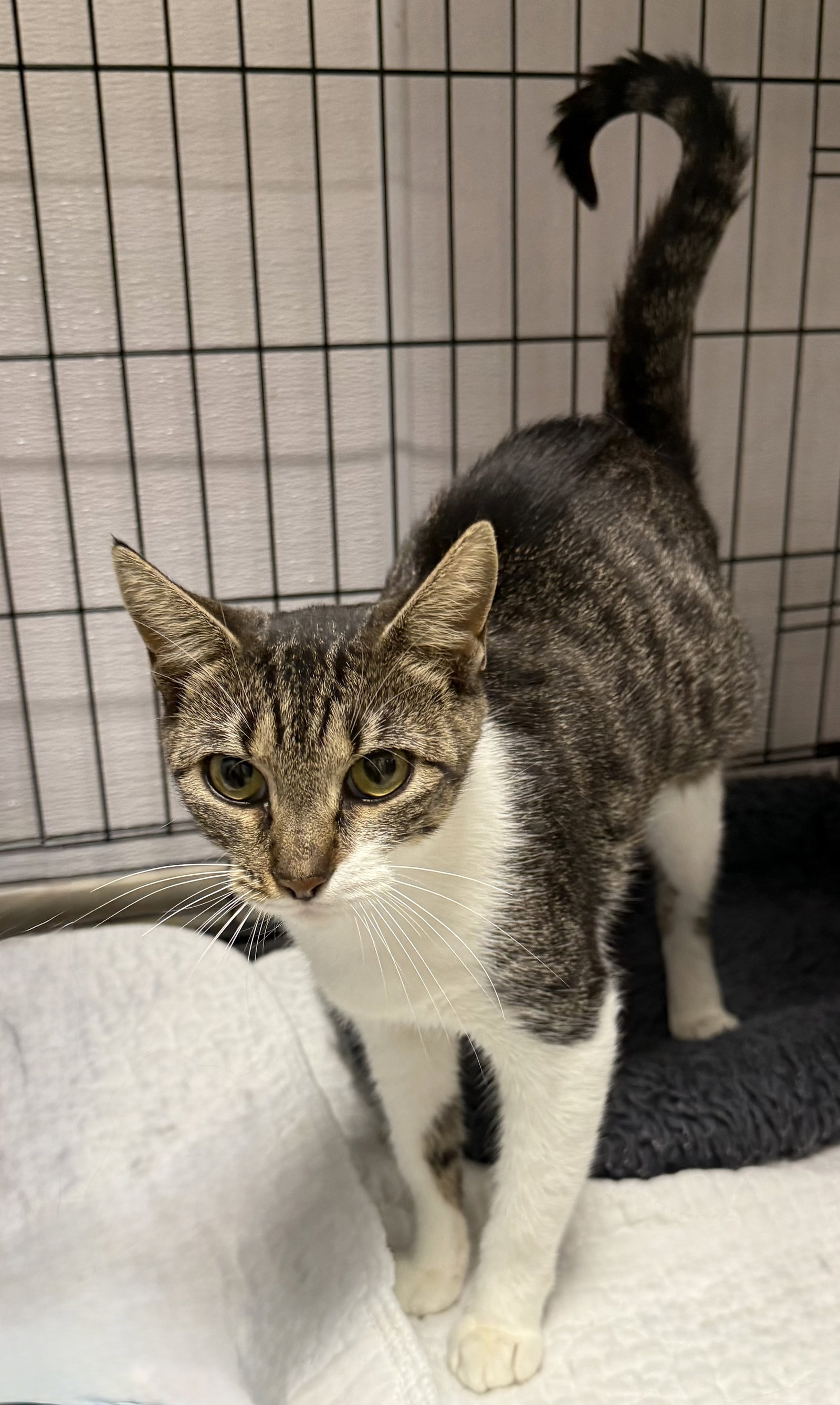 Archer, Domestic Short Hair