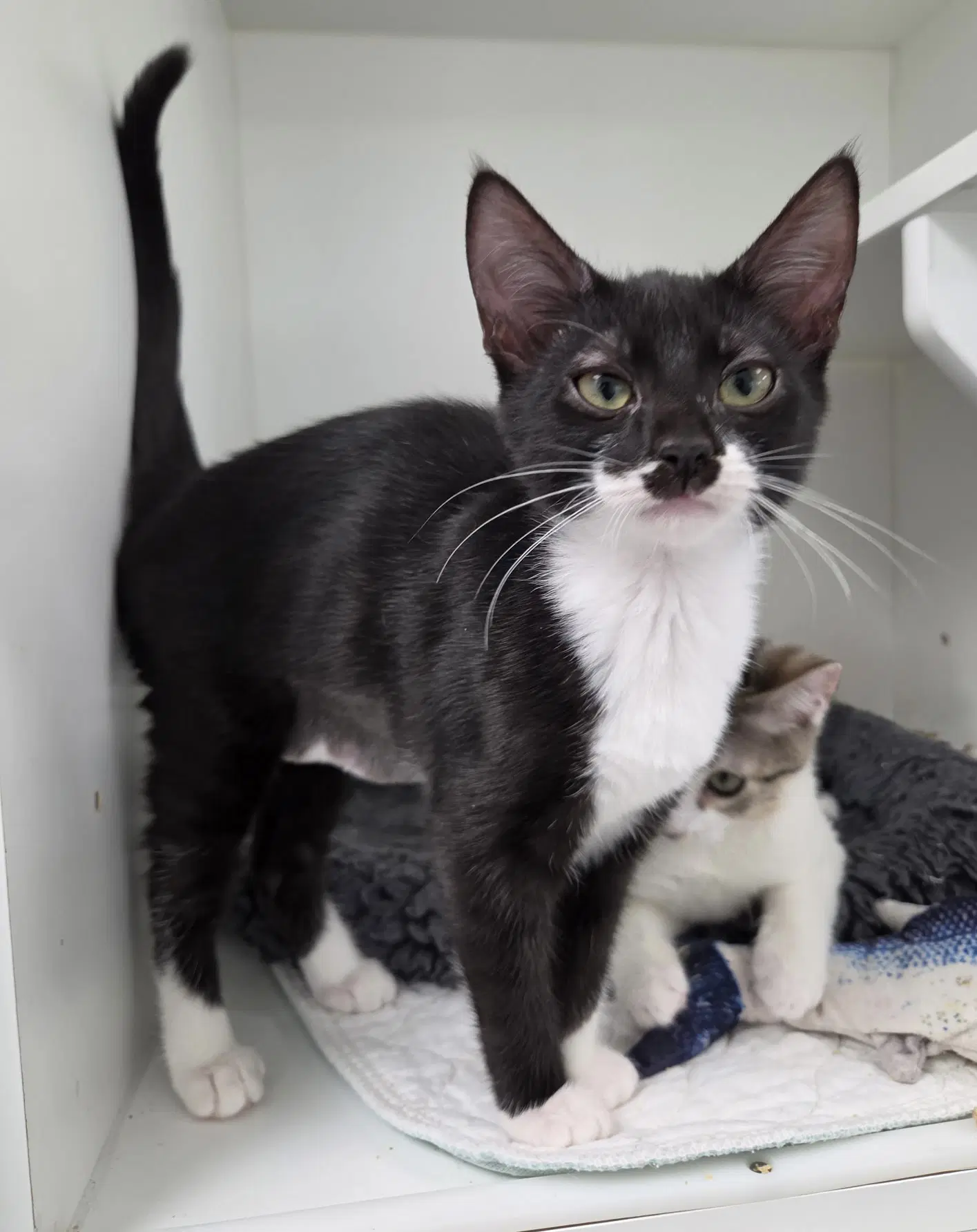 Guardian - Domestic Short Hair