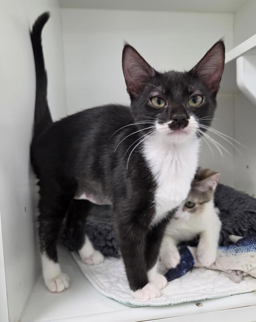 Guardian, Domestic Short Hair