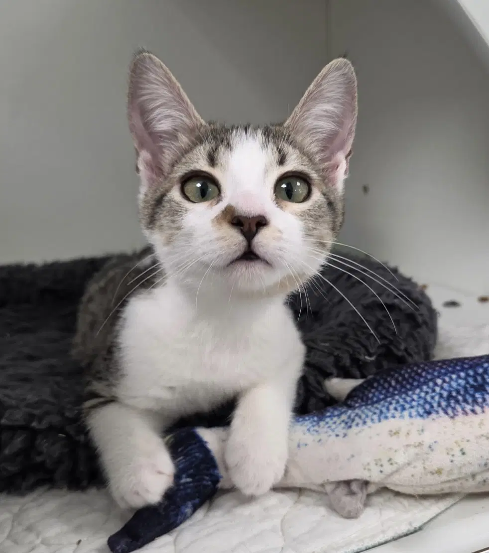Captain Cold - Domestic Short Hair