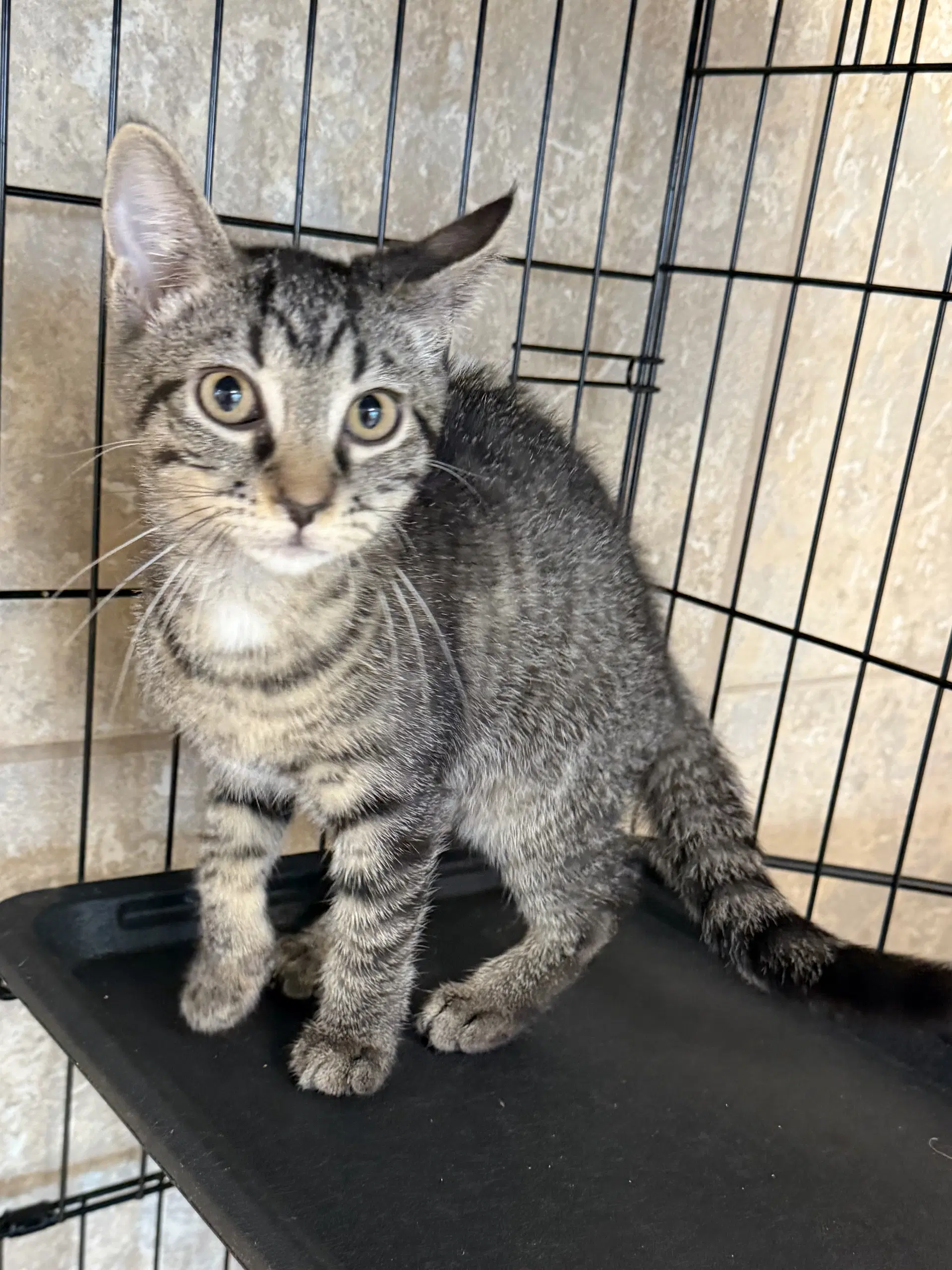 Dearden - Domestic Short Hair