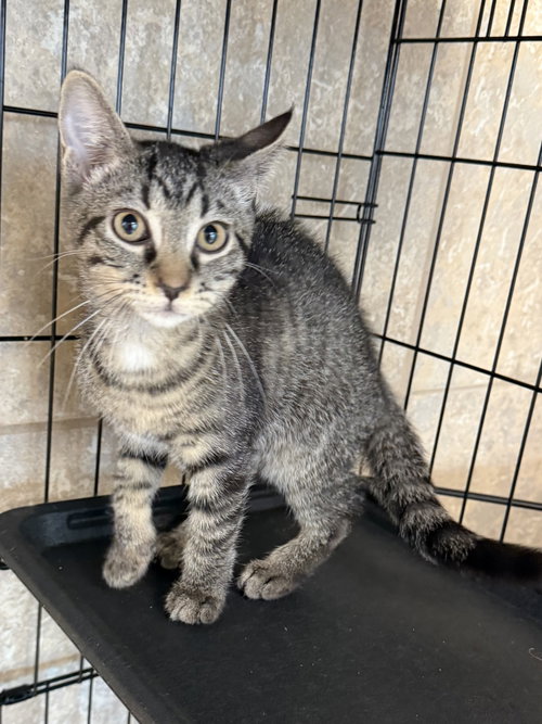 Dearden, a cat for adoption from Helping Overpopulation of Pets End
