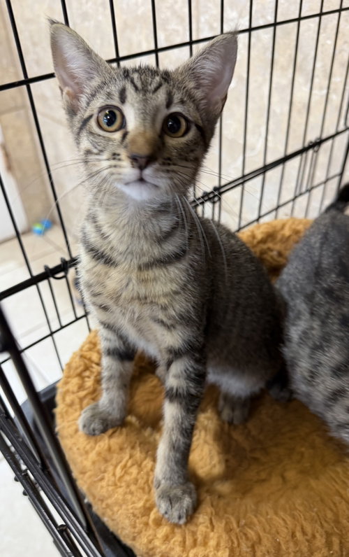 Amalgam, a cat for adoption from Helping Overpopulation of Pets End