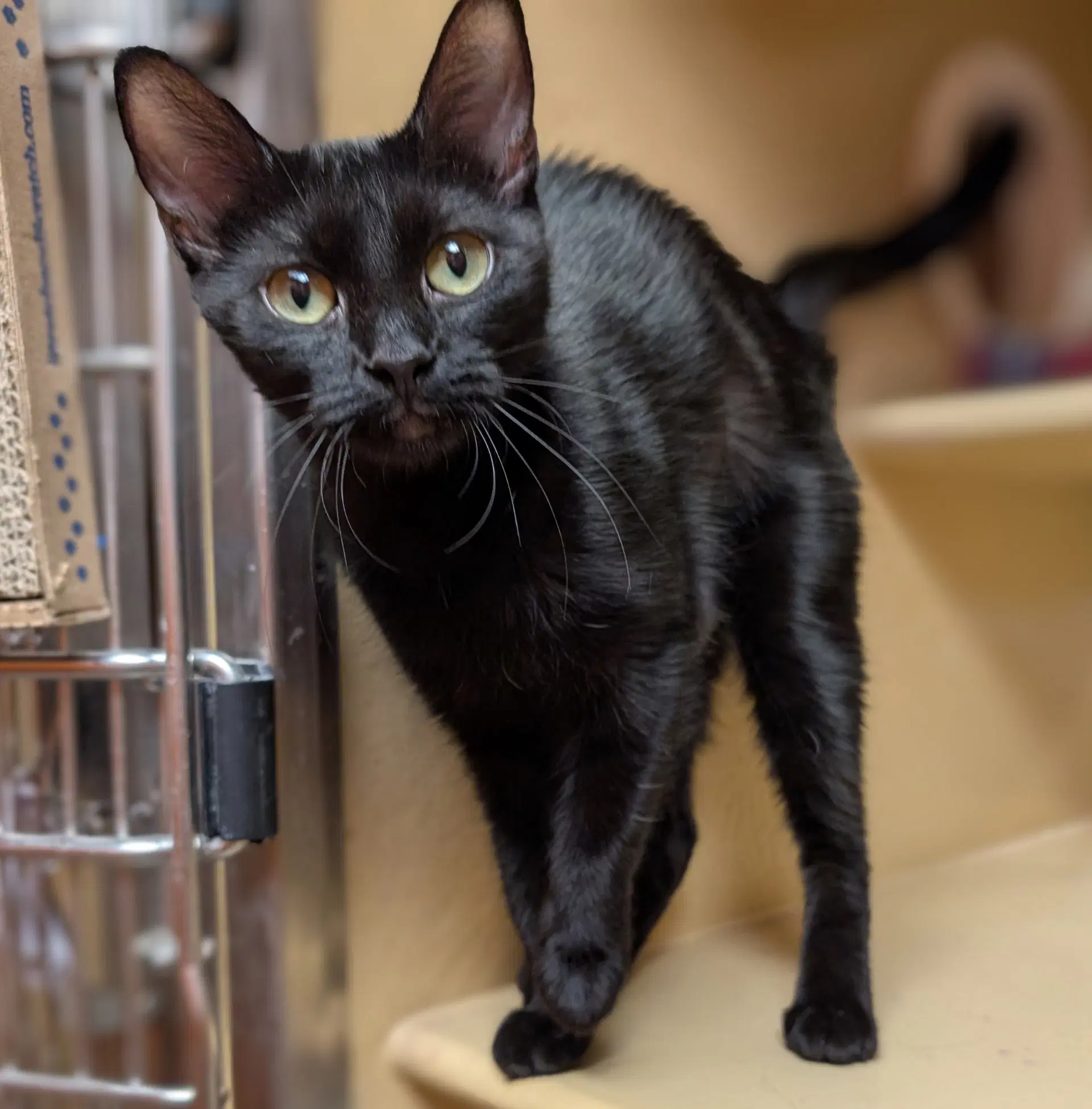 Nomuri - Domestic Short Hair