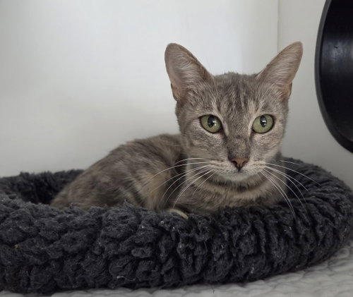 Munro, a cat for adoption from Helping Overpopulation of Pets End
