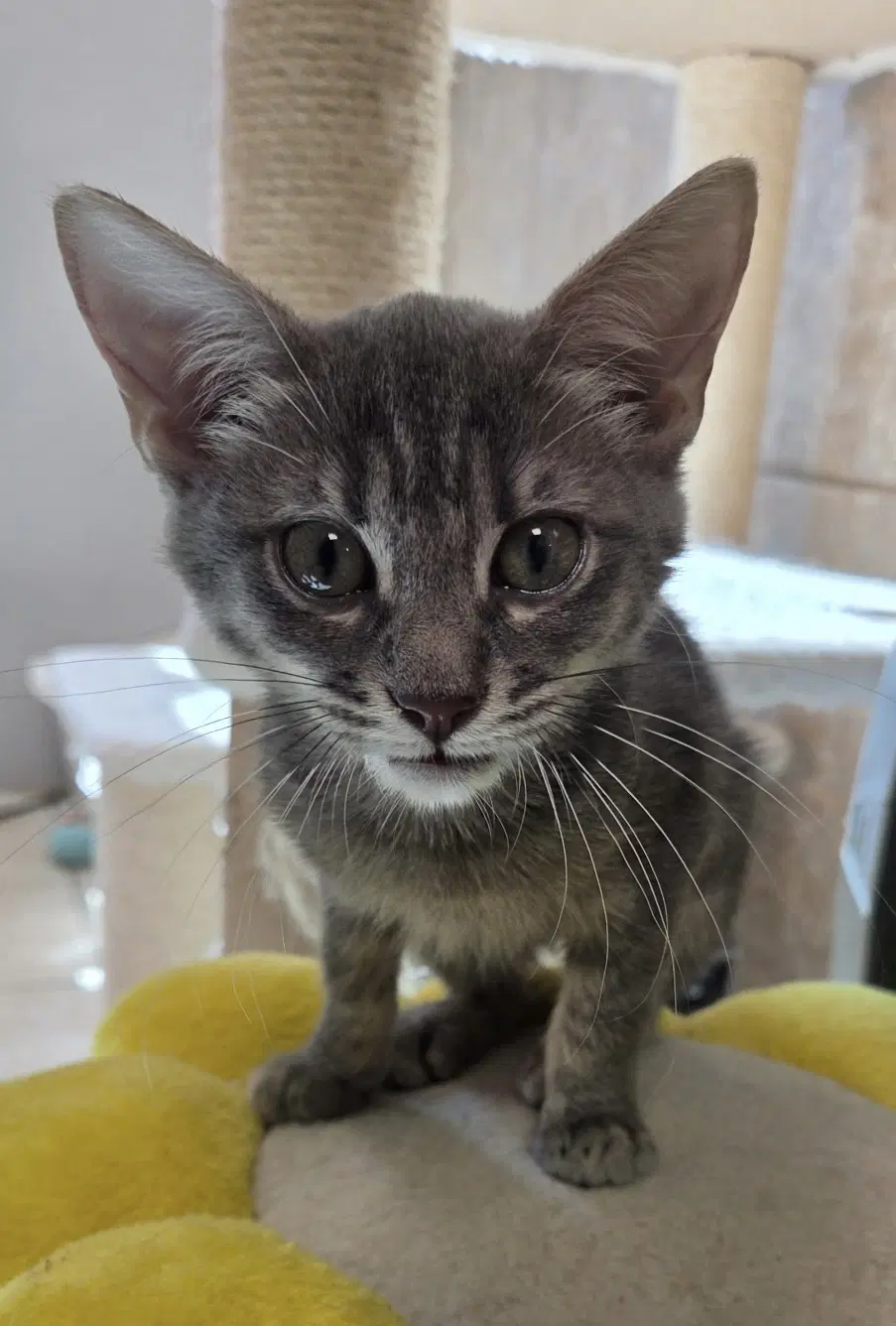 Romi - Domestic Short Hair