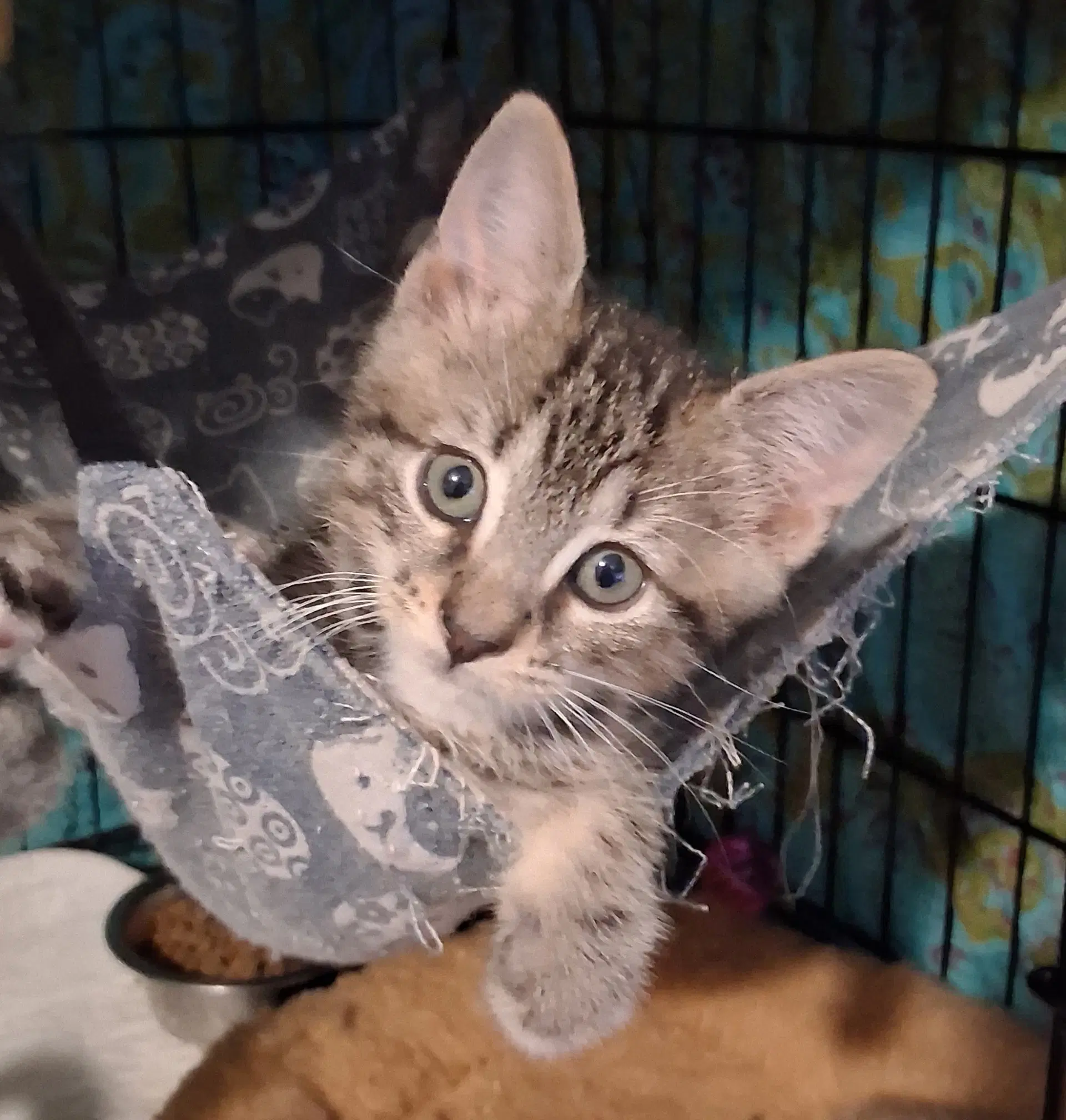 Popov - Domestic Short Hair
