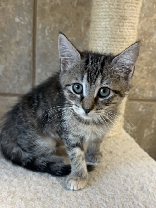Popov, Domestic Short Hair