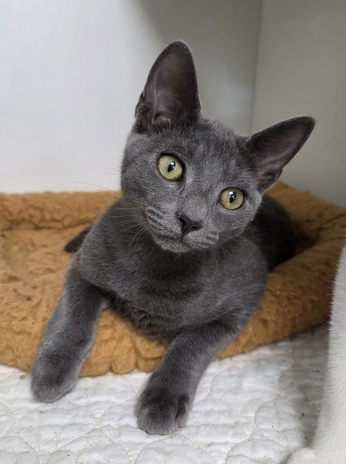 Caboodle, Domestic Short Hair