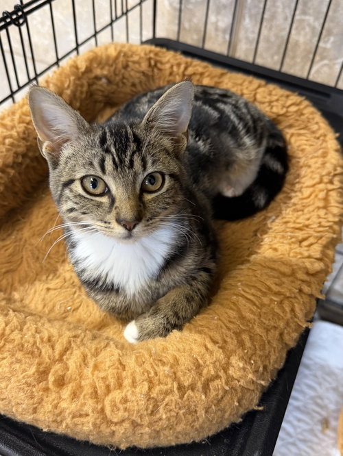 Bryno, a cat for adoption from Helping Overpopulation of Pets End