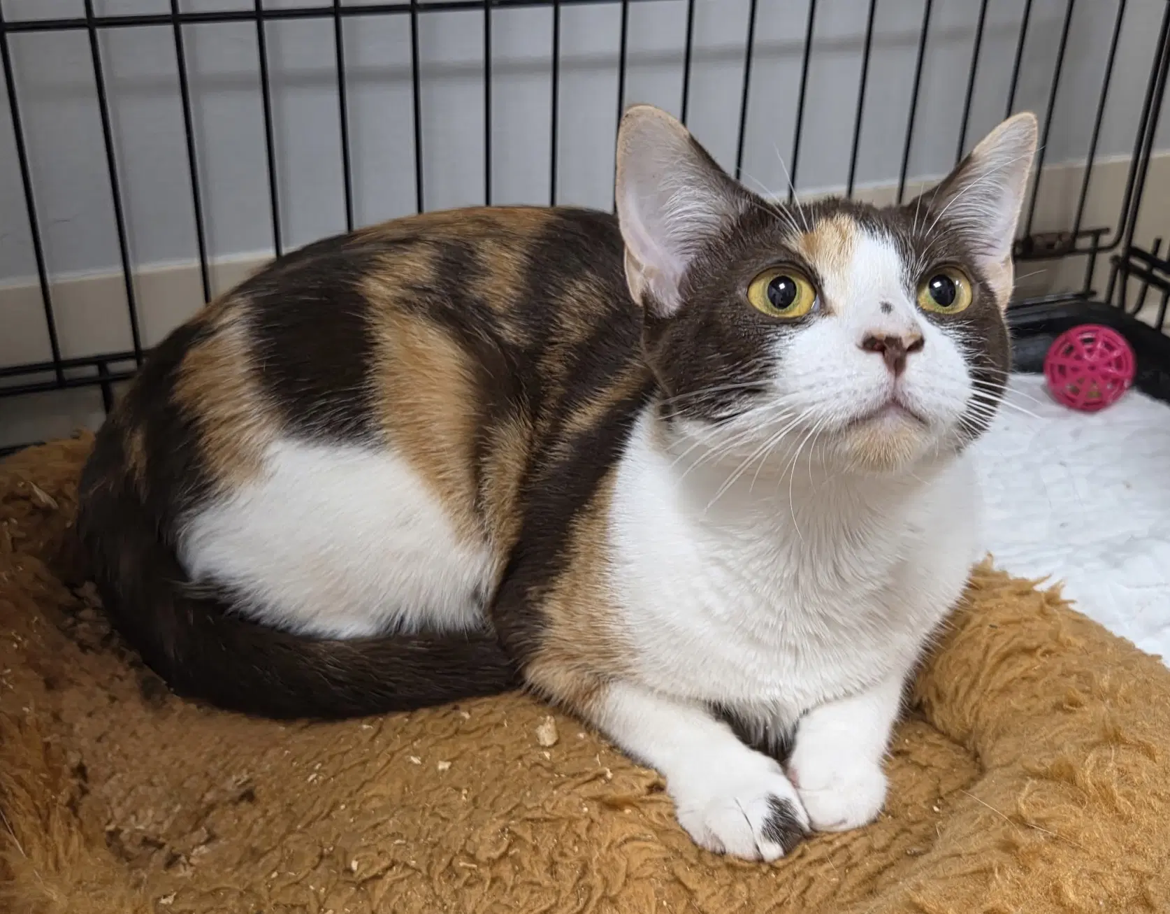Ever After - Domestic Short Hair