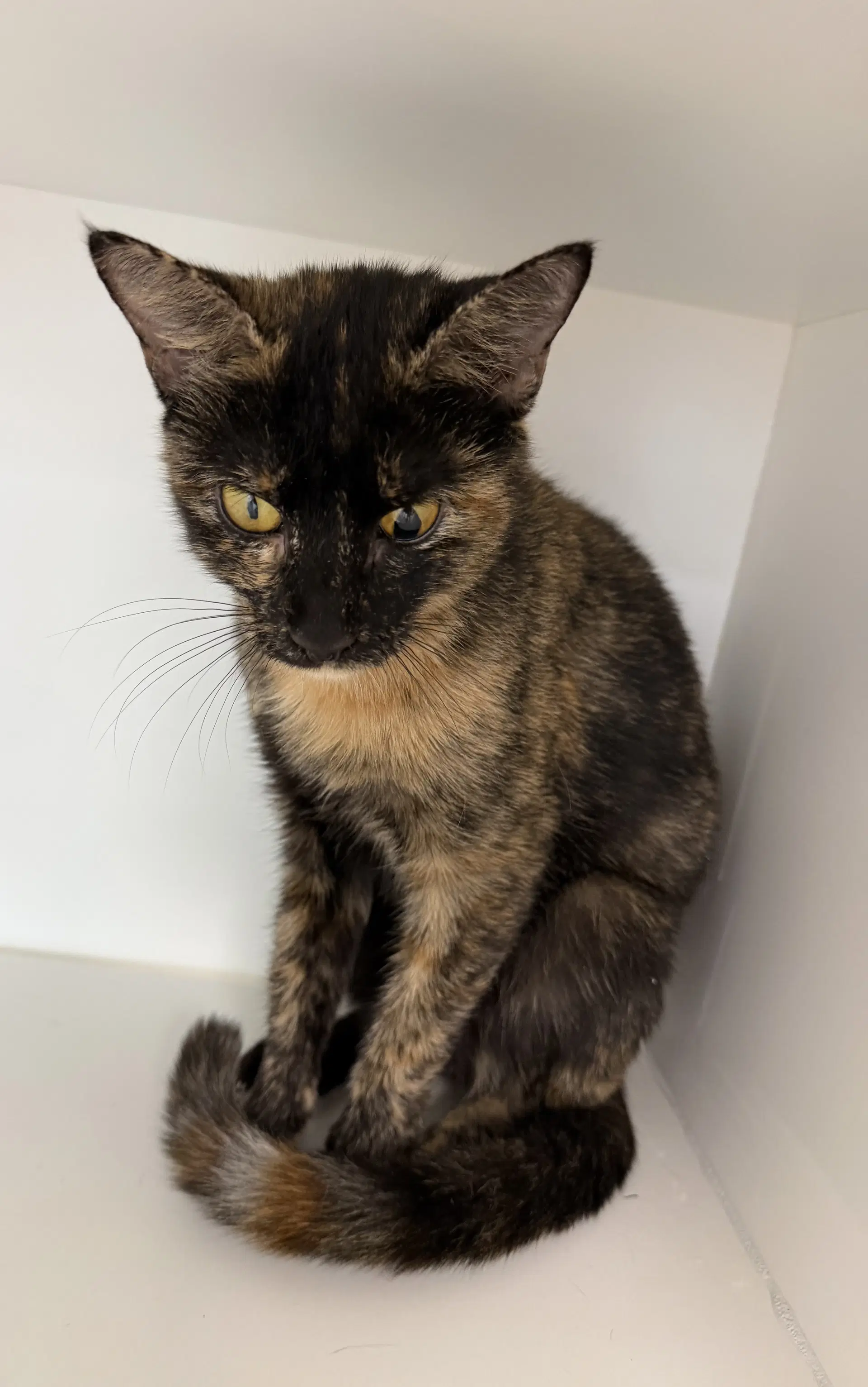 Belljar - Domestic Short Hair