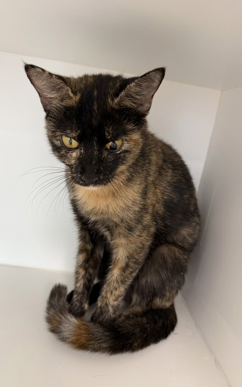 Belljar, a cat for adoption from Helping Overpopulation of Pets End