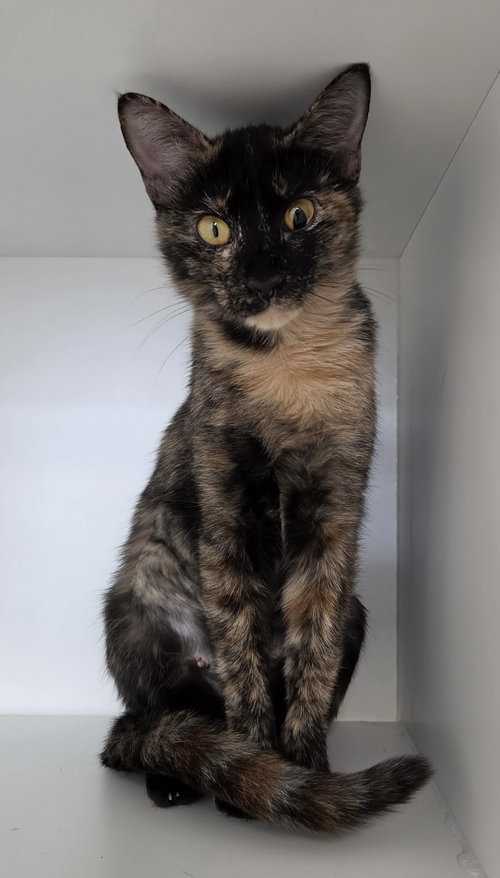 Belljar, Domestic Short Hair / Mixed