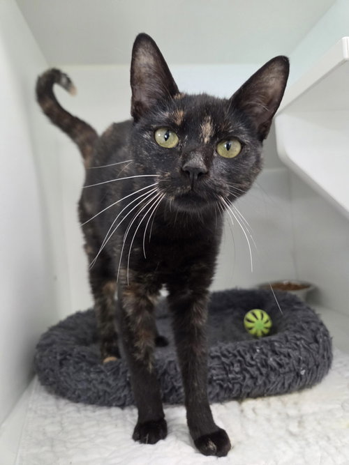 Babygrand, Domestic Short Hair / Mixed
