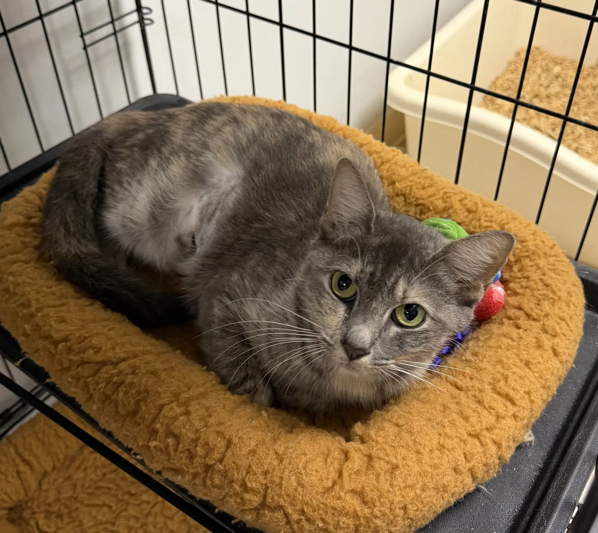 Dart - Domestic Short Hair