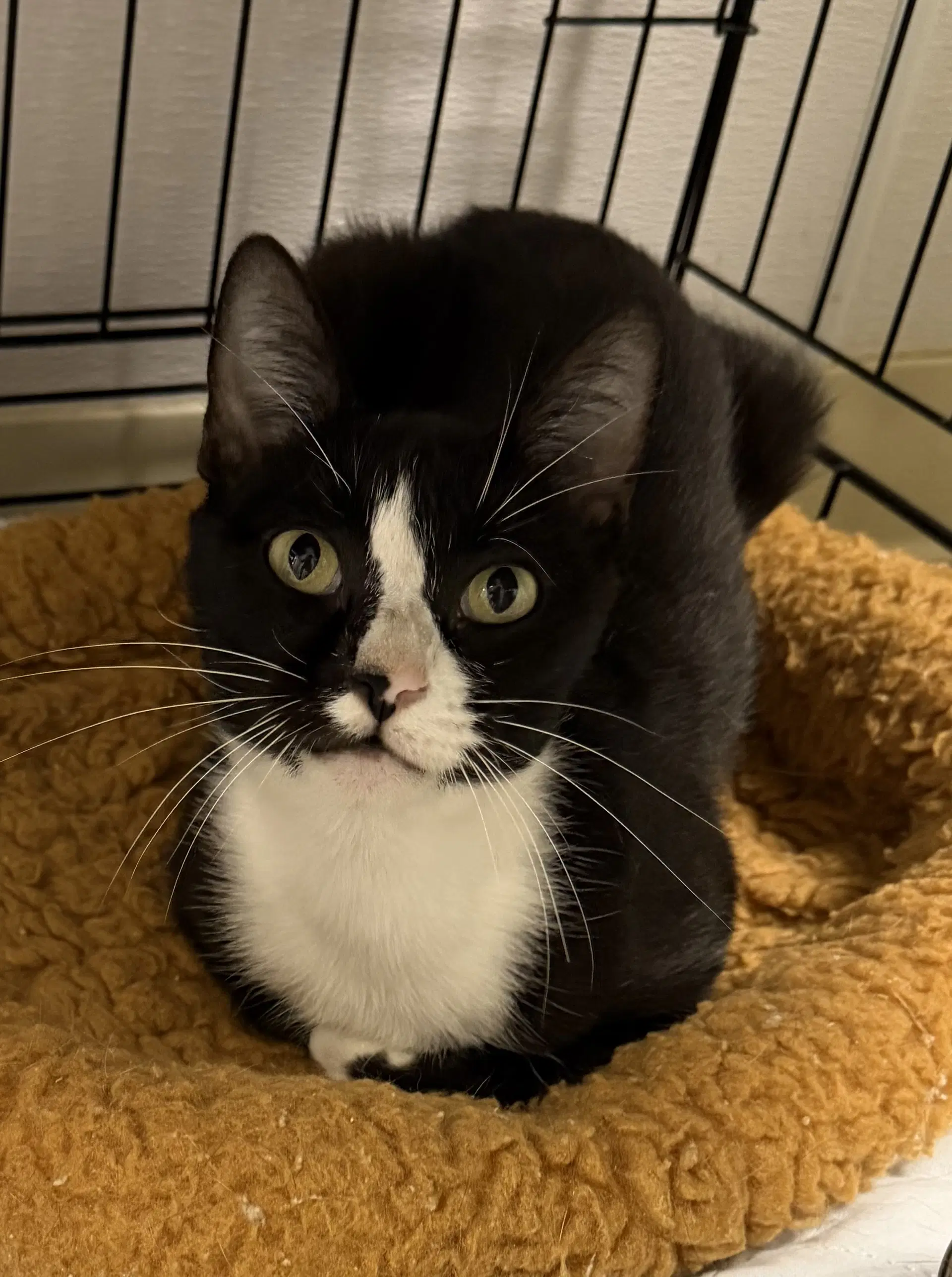Clocktower - Domestic Short Hair