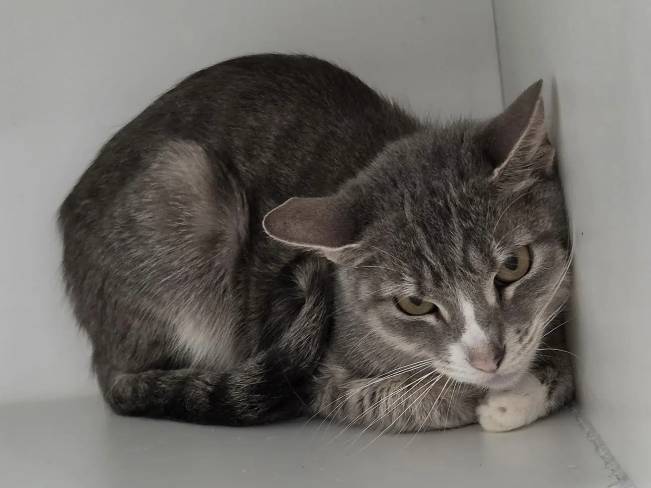 Windup - Domestic Short Hair