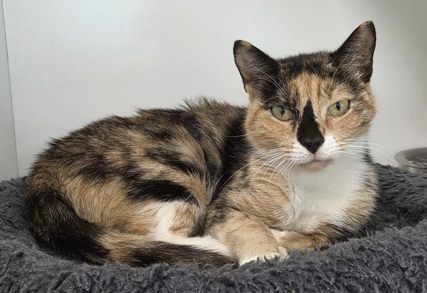 Dippin Dots - Domestic Short Hair