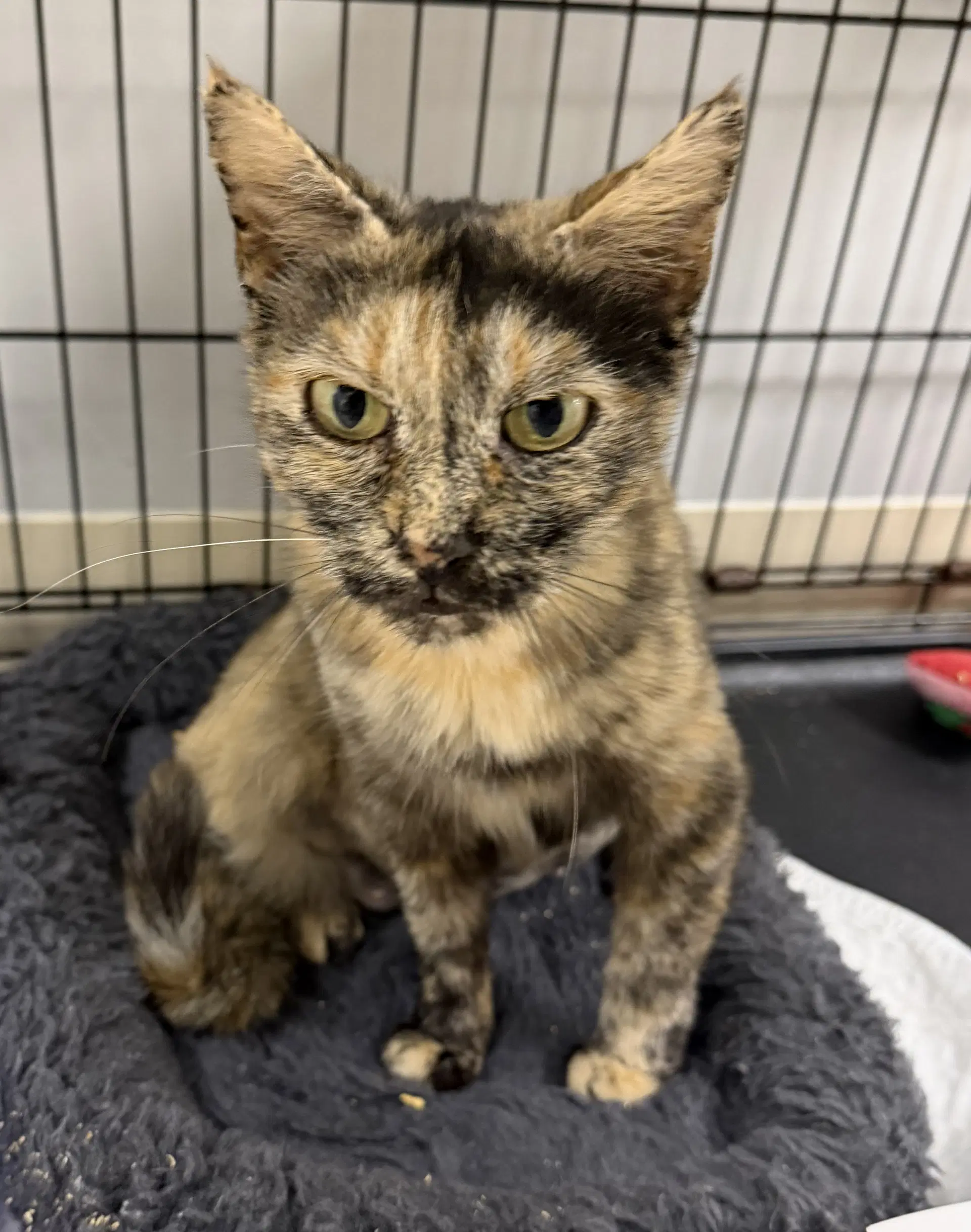 Coraline - Domestic Short Hair