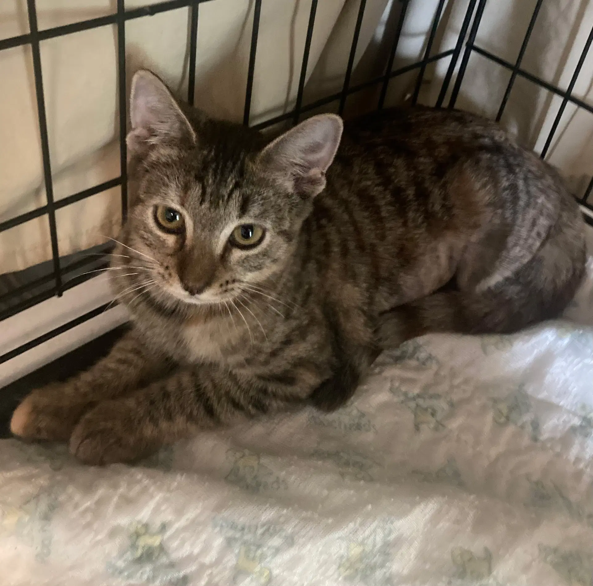 Mini Kelly - Domestic Short Hair