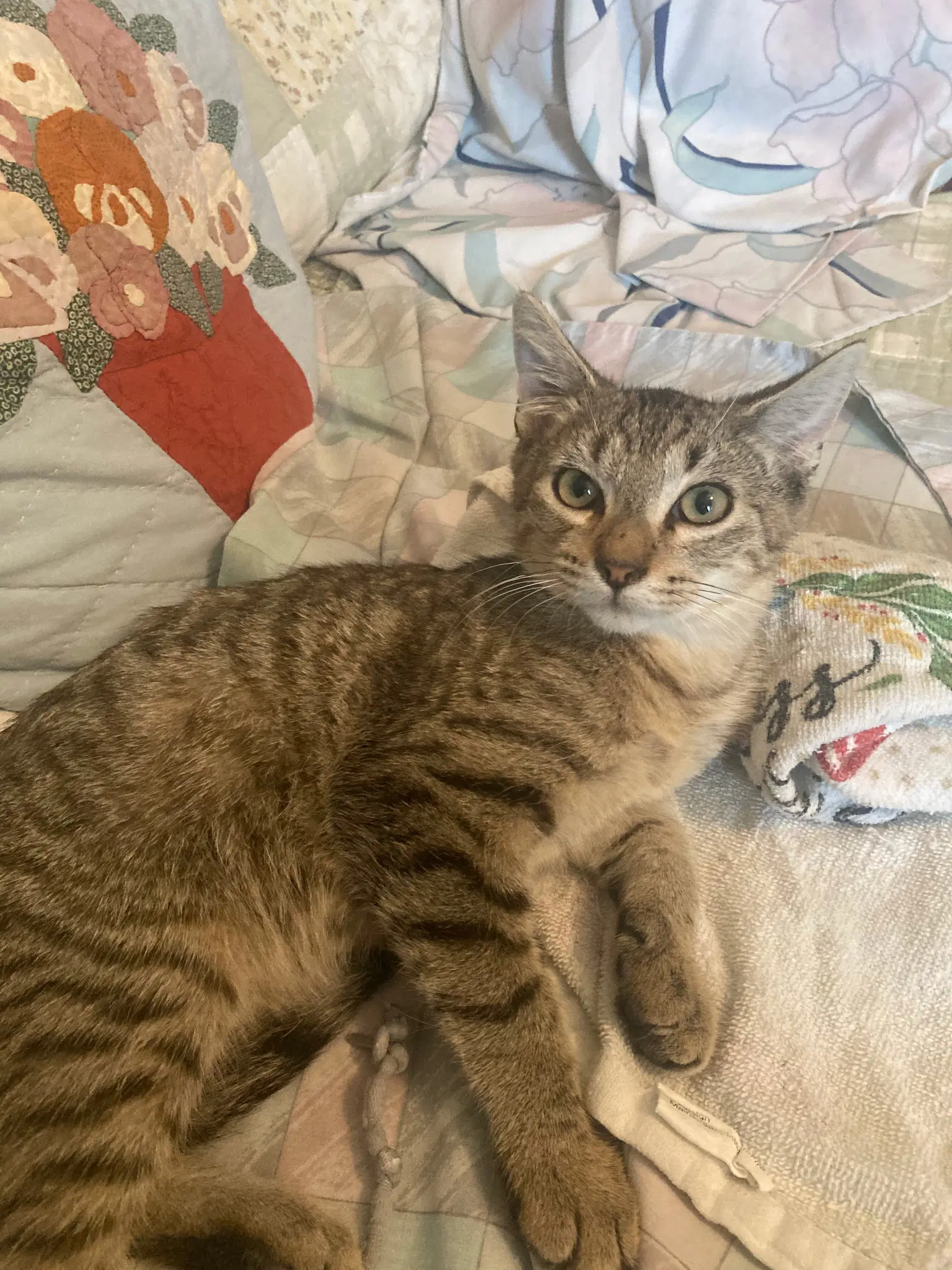 Epsom - Domestic Short Hair