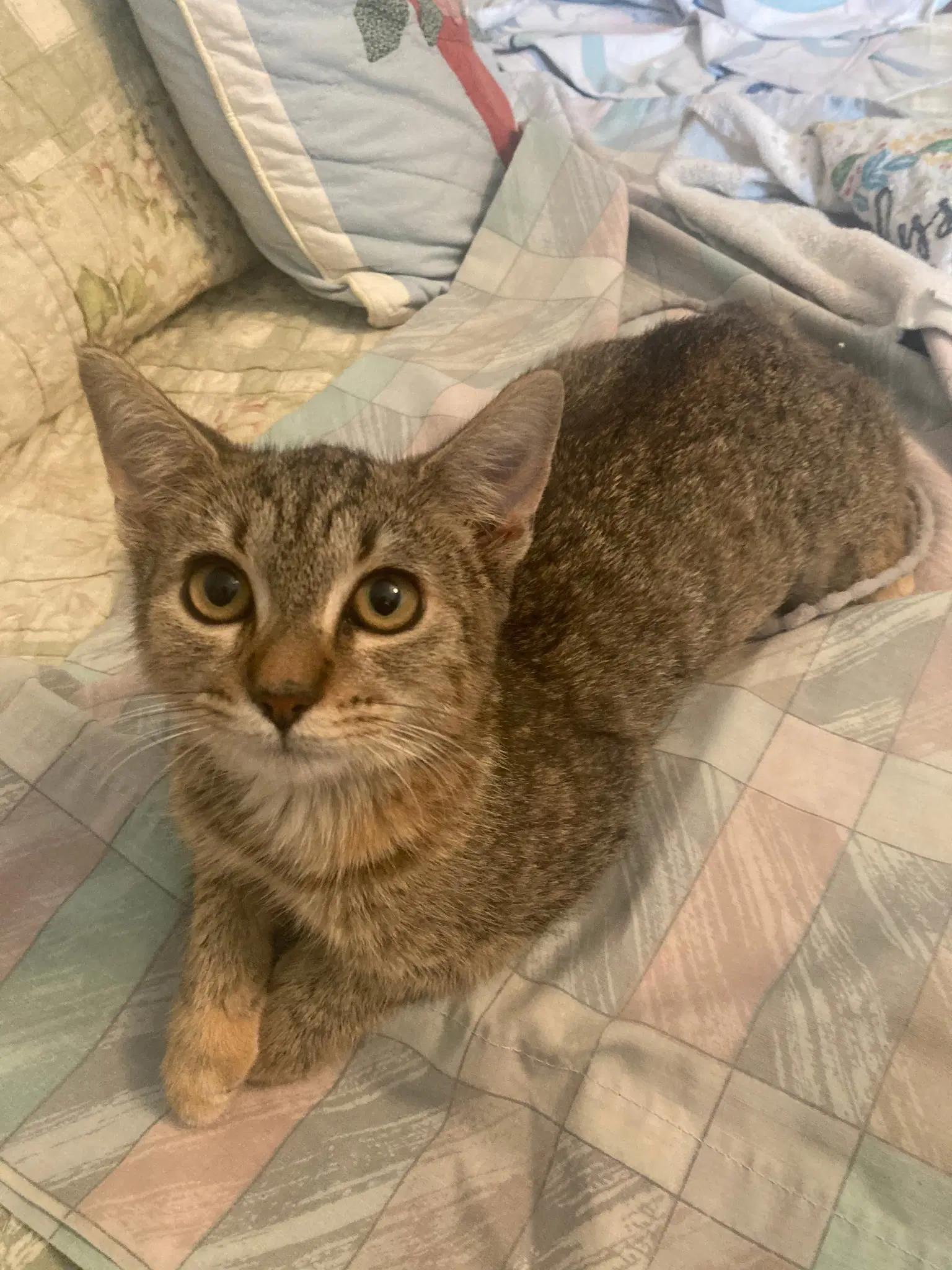 Ghillies - Domestic Short Hair