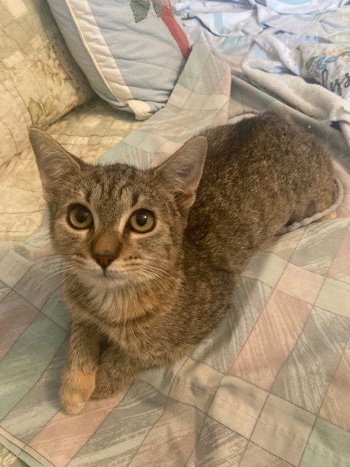 Ghillies, Domestic Short Hair