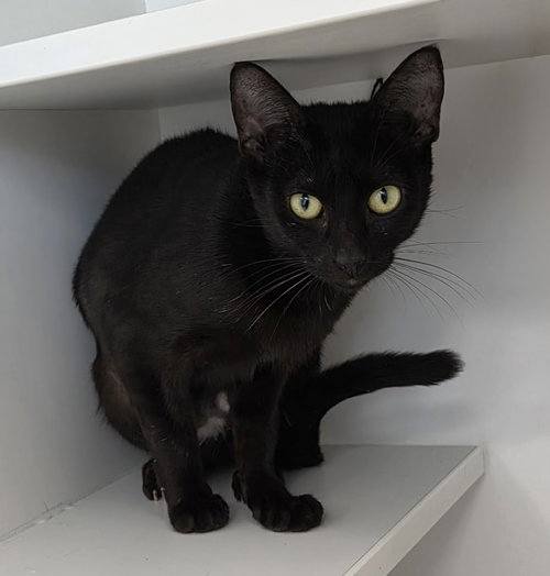 Logic, Domestic Short Hair
