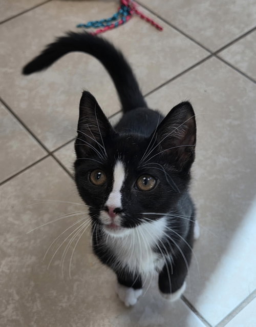 Fundip, Domestic Short Hair / Mixed