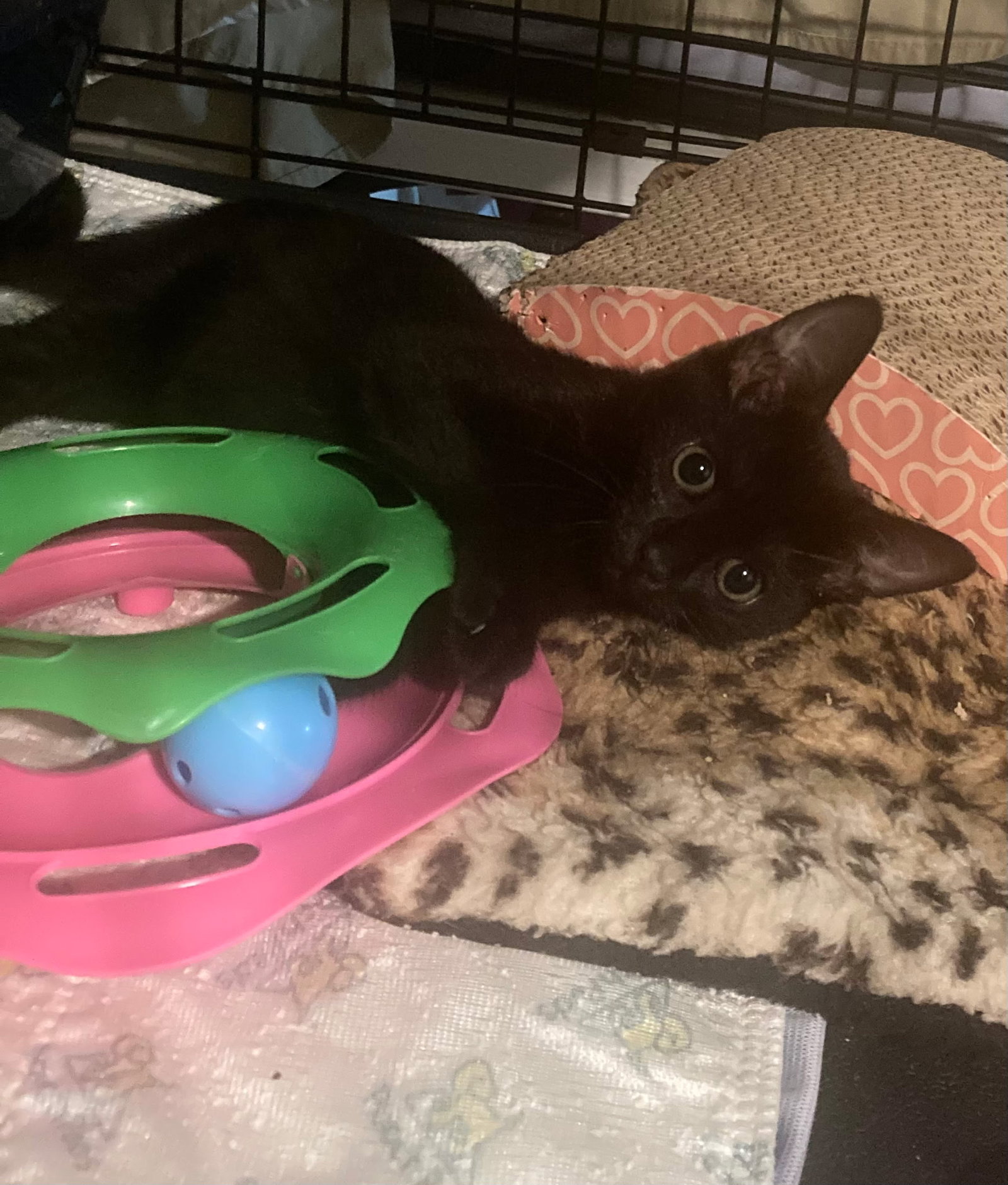 Mambo No. 5, photo 2