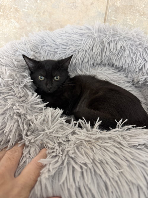 Mambo No. 5, Domestic Short Hair