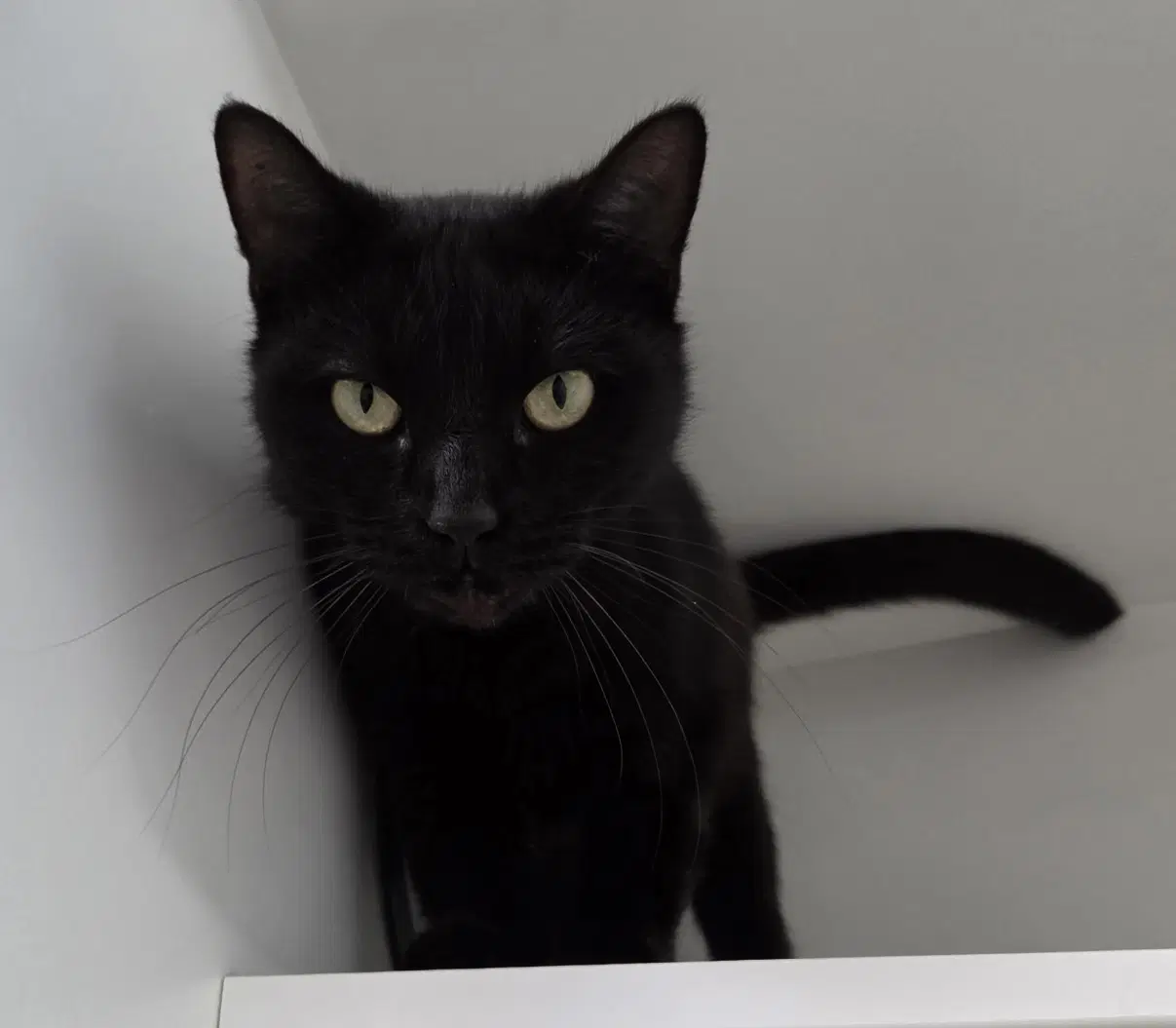 Little Bear - Domestic Short Hair
