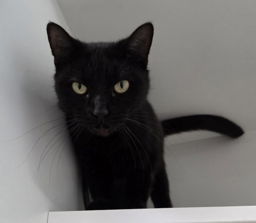 Little Bear, Domestic Short Hair / Mixed