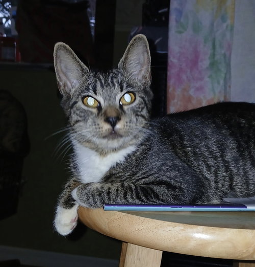 Bamachie, a cat for adoption from Helping Overpopulation of Pets End