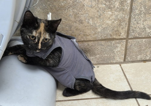 Aster Flower, Domestic Short Hair / Mixed