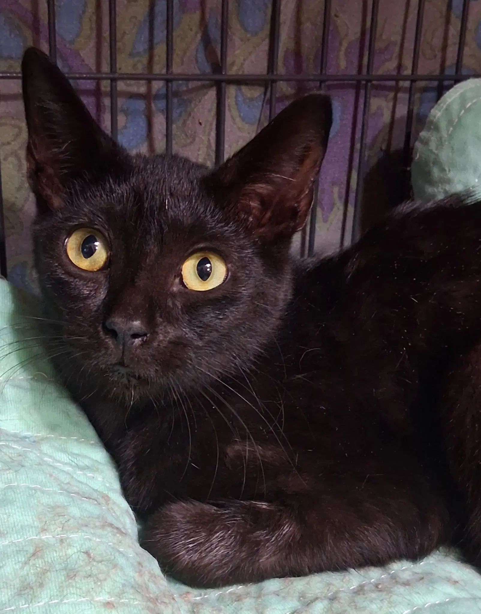 Neveah - Domestic Short Hair