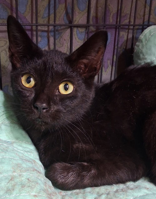 Neveah, Domestic Short Hair