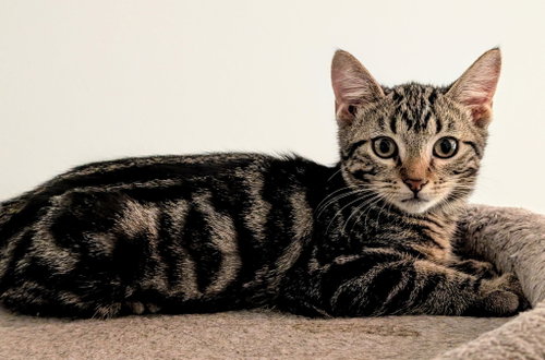 Moose Tracks, Domestic Short Hair