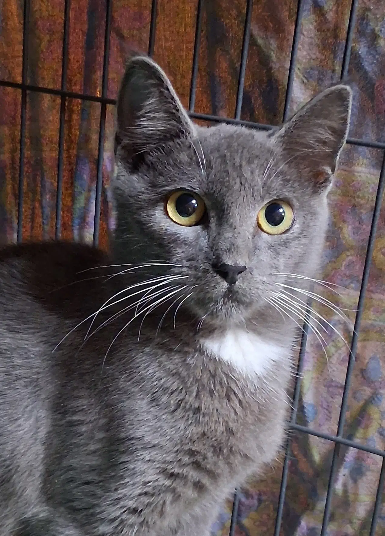 Big Bend - Domestic Short Hair